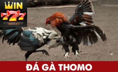 Đá Gà thomo